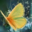 ola_2035
